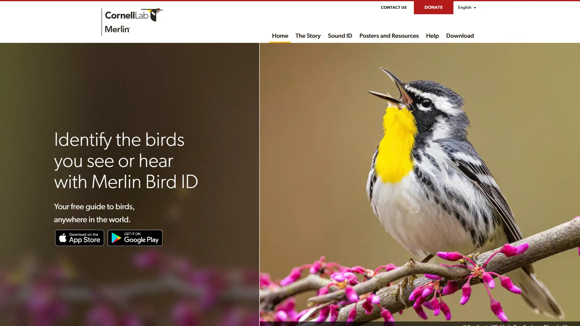 Merlin Bird ID screenshot